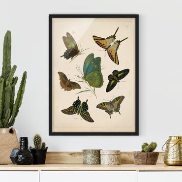 Poster con cornice - Illustrazione Vintage farfalle esotiche - Verticale 4:3
