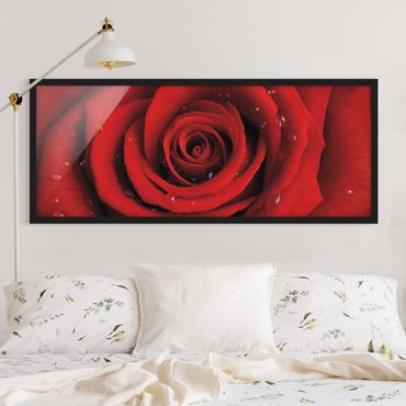 Poster con cornice - Rosa Rossa Con Gocce D'Acqua - Panorama formato orizzontale