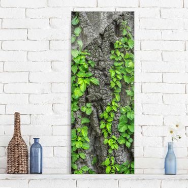 Quadro in vetro - Ivy tree bark - Pannello