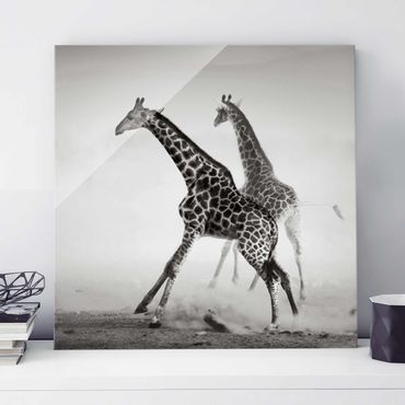 Quadro in vetro - Giraffe hunting - Quadrato 1:1