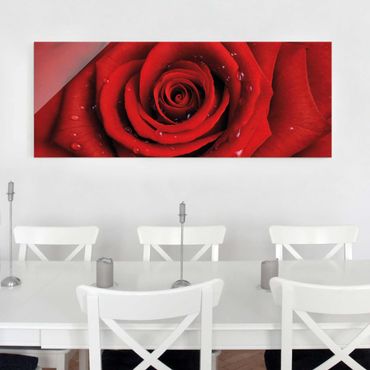 Quadro in vetro - Red rose with water drops - Panoramico