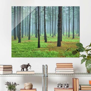 Quadro in vetro - Deep forest with pines on La Palma - Orizzontale 4:3