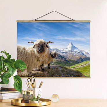 Foto su tessuto da parete con bastone - Pecore naso nero di Zermatt - Orizzontale 4:3
