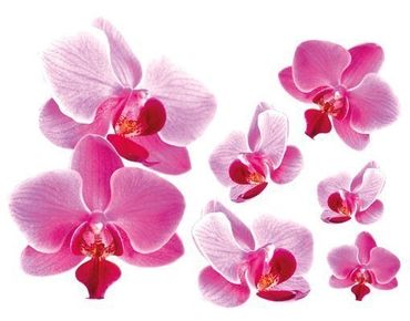 Adesivo murale - orchidee rosa