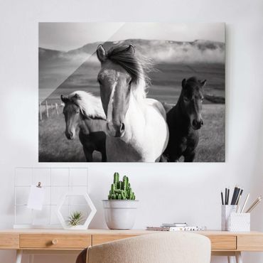Quadro in vetro - Cavalli selvaggi in bianco e nero