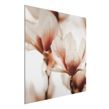 Stampa su alluminio - Fioriture di magnolia delicate nel gioco di luce