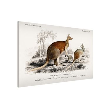 Lavagna magnetica - bordo Vintage Kangaroo - Formato orizzontale 3:2