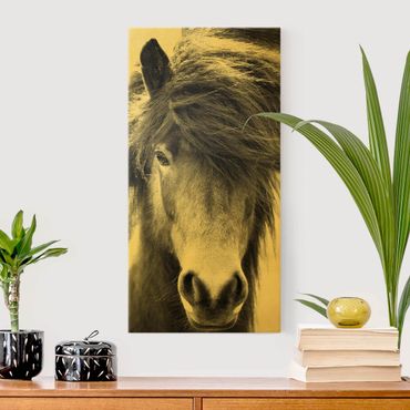 Quadro su tela oro - Cavallo d'Islanda in bianco e nero