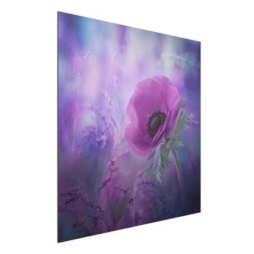 Quadro in alluminio - Anemones Bloom In Violet