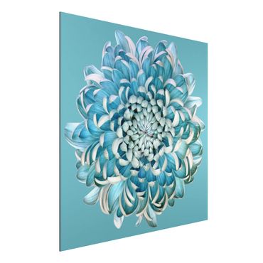Quadro in alluminio - Blue Chrysanthemum