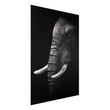 Quadro in alluminio - Scuro Elephant Portrait