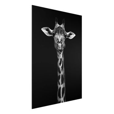 Quadro in alluminio - Scuro Giraffe Portrait