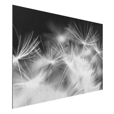 Quadro in alluminio - Moving Dandelions close up on black background