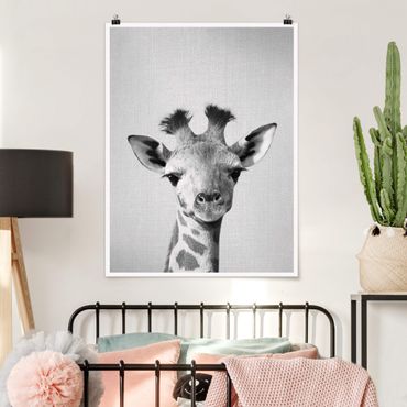 Poster riproduzione - Piccola giraffa Gandalf in bianco e nero