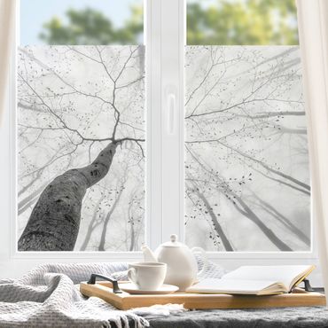 Decorazione per finestre - Chiome degli alberi in cielo