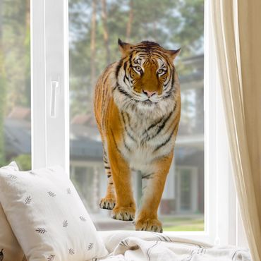 Adesivi da finestra no.127 banyan tiger