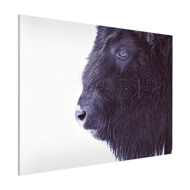 Lavagna magnetica - Ritratto di bufalo nero