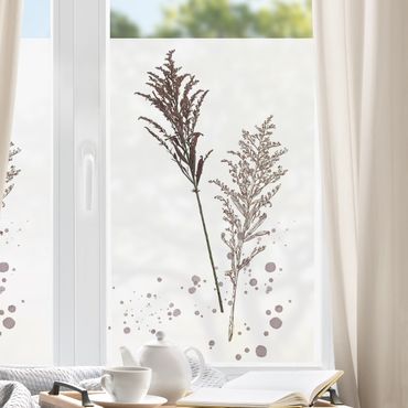 Decorazione per finestre - Acquerello botanico - Scolochloa festucacea