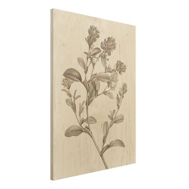 Stampa su legno - Botanico Studio In Seppia I - Verticale 4:3