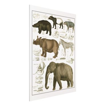 Stampa su Forex - Vintage Consiglio elefanti, zebre e Rhino - Verticale 4:3