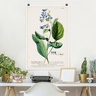 Poster - Vintage botanica Lungwort - Verticale 3:2