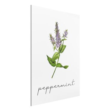 Stampa su alluminio - Illustrazione di erbe aromatiche menta piperita