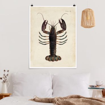 Poster - Vintage Illustrazione Lobster - Verticale 4:3