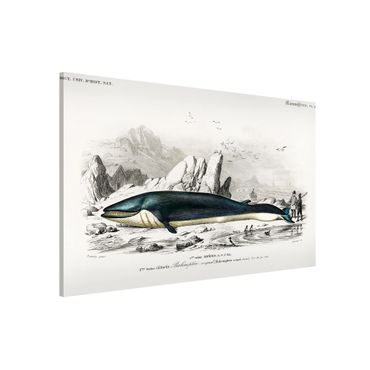 Lavagna magnetica - Vintage Consiglio Blue Whale - Formato orizzontale 3:2