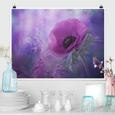 Poster - Anemoni Bloom In Viola - Orizzontale 3:4