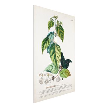 Stampa su Forex - Vintage botanica cacao - Verticale 3:2