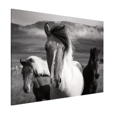 Lavagna magnetica - Cavalli selvaggi in bianco e nero