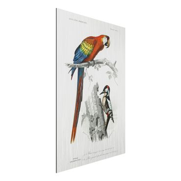 Stampa su alluminio spazzolato - Consiglio d'epoca pappagallo Blu Rosso - Verticale 3:2