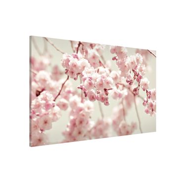 Lavagna magnetica - Danza di fiori di ciliegio