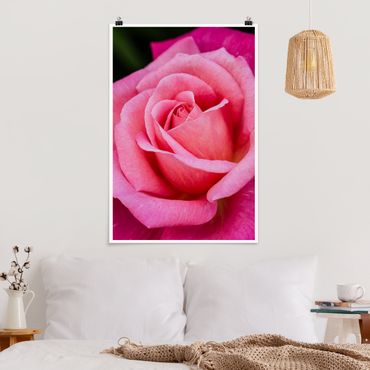 Poster - Pink Rose Bloom di fronte al verde - Verticale 3:2