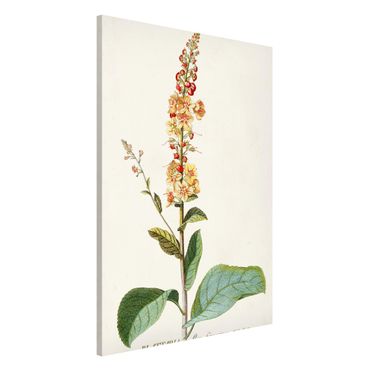 Lavagna magnetica - Vintage botanica Verbasco - Formato verticale 2:3