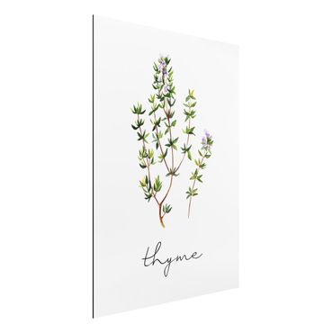 Stampa su alluminio - Illustrazione di erbe aromatiche timo