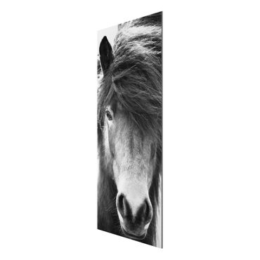 Stampa su alluminio - Cavallo d'Islanda in bianco e nero