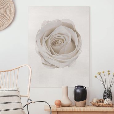 Quadri su tela - Acquarelli - Pretty White Rose