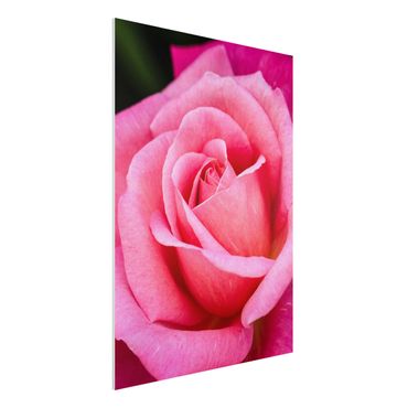 Stampa su Forex - Pink Rose Bloom di fronte al verde - Verticale 4:3