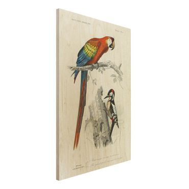 Stampa su legno - Consiglio d'epoca pappagallo Blu Rosso - Verticale 3:2