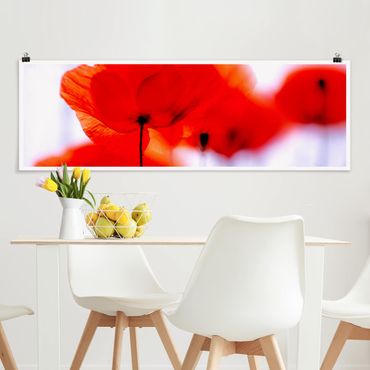 Poster - Magia Poppies - Panorama formato orizzontale
