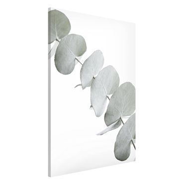 Lavagna magnetica - Ramo di eucalipto nella luce bianca