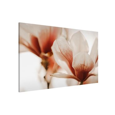 Lavagna magnetica - Fioriture di magnolia delicate nel gioco di luce