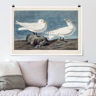Poster - Vintage Consiglio Ivory Gull - Orizzontale 2:3