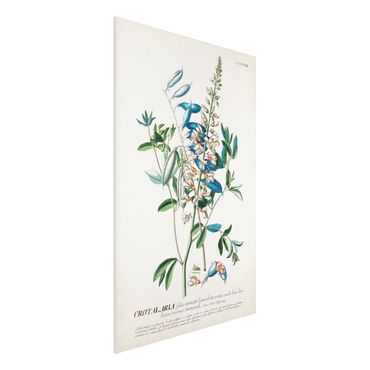 Stampa su Forex - Vintage botanico Legumi Illustrazione - Verticale 3:2