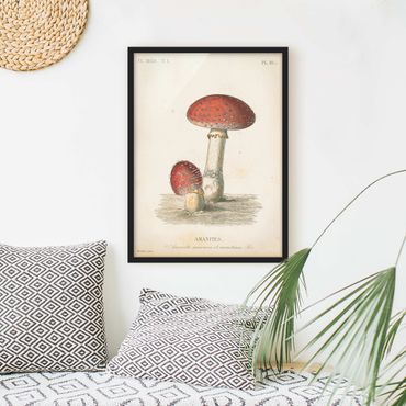 Poster con cornice - Funghi francesi II