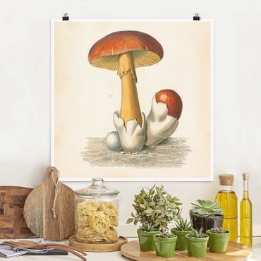 Poster riproduzione - Funghi francesi