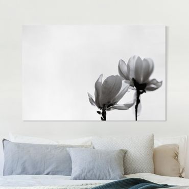Quadro su tela - Magnolia che sboccia in primavera bianco e nero