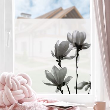 Decorazione per finestre - Magnolia che sboccia in primavera bianco e nero