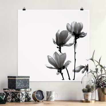 Poster - Magnolia che sboccia in primavera bianco e nero